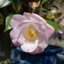 椿 苗 桃太郎 10号 高さ163cm (No.0812)(長期化成肥料付)【半日陰~好日性植物】【椿苗 ツバキ】【植木 庭木】【樹木 花木】【茶花】【椿 苗木】