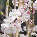 庭木 苗 選べる ジュウガツザクラ(十月桜) 接木苗 10号 高さ175-197cm(長期化成肥料付) 【花木 桜 サクラ】【接木苗】【植木 庭木】【樹木 花木】_all