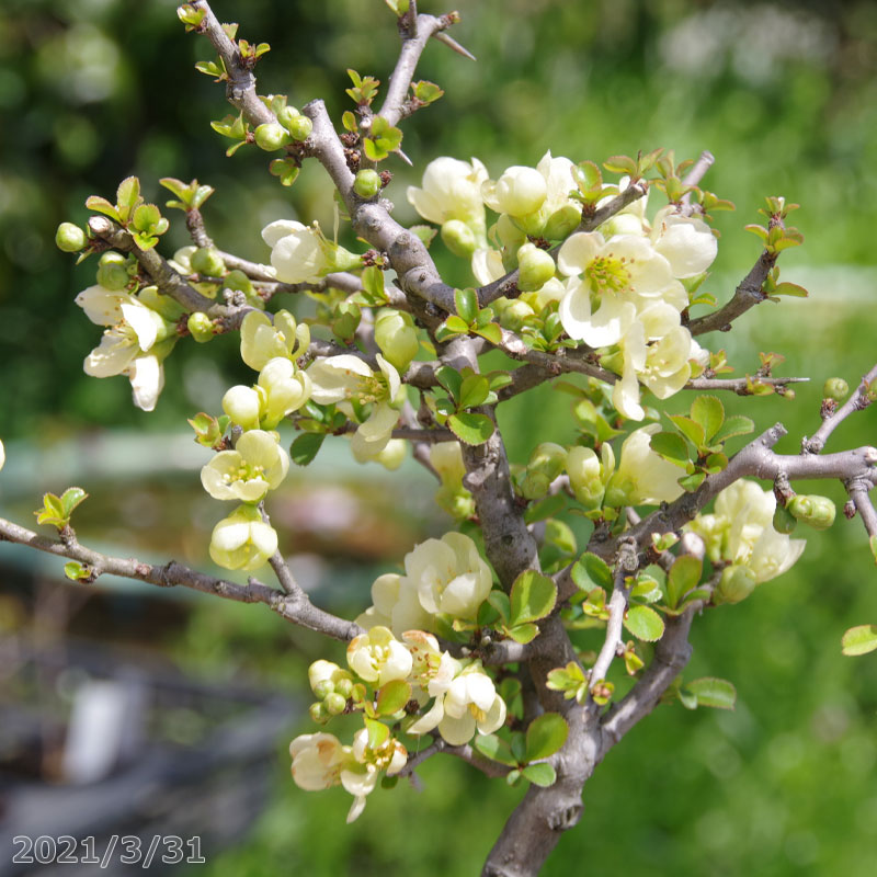 白花長寿梅　(ボケ)　3号(9cmポット)【チョウジュバイ】【盆栽素材】【ミニ 盆栽 苗】【苔玉素材】【小山飾り素材】