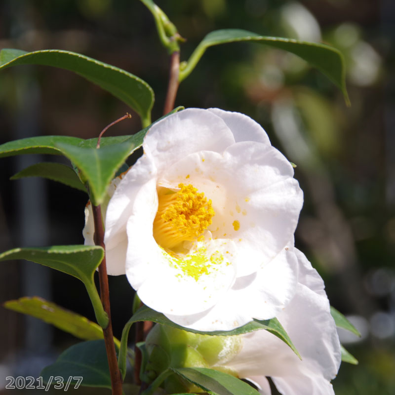 科名ツバキ属 名称植物学上はヤブツバキ 別名ツバキ 学名Camellia japonica 分布日本列島　本州、九州、四国　　北限　青森県海外　朝鮮半島南部、及び台湾 花期秋〜春 耐寒性有 耐暑性強 日照全日照から半日陰、明るい日陰まで耐陰性は強い 用途庭園樹、茶花（切花）、盆栽等 　 　 　