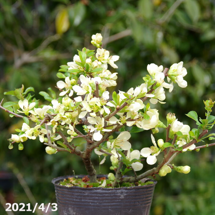 白花 長寿梅（ボケ）　3.5号（10.5cm）　【チョウジュバイ】【盆栽素材】【ミニ 盆栽 苗】【苔玉素材】【小山飾り素材】