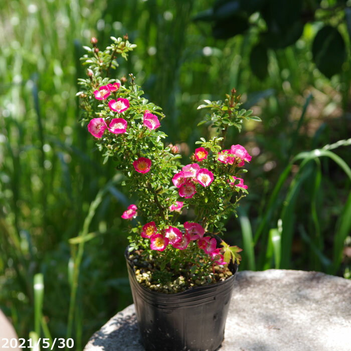 ノイバラ　姫雅　3号（9cm）　【小型のバラ・ミニバラ・花木・好日性植物・原種のバラ・野生のバラ・山野草】【湿生植物 腰水栽培】