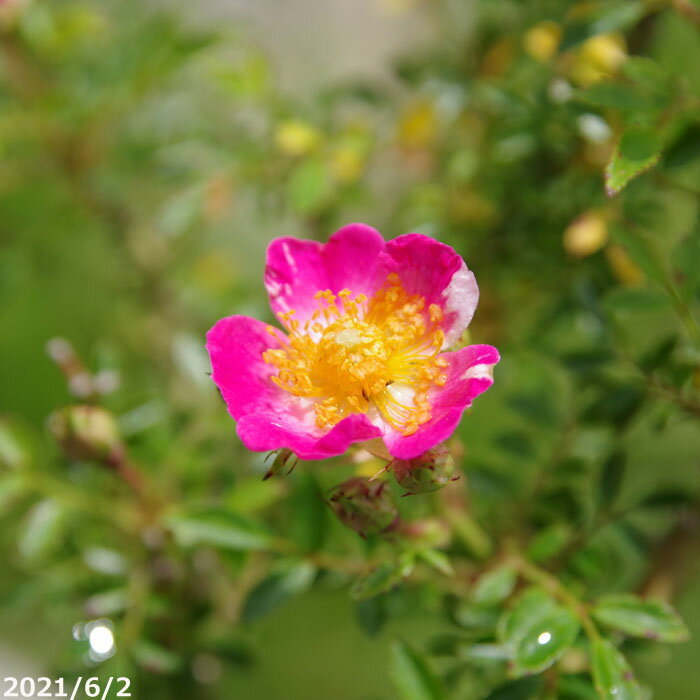 斑入り ヒメノイバラ 雅 2.5号　【小型のバラ ミニバラ 花木 好日性植物 原種のバラ 野生のバラ 山野草】【湿生植物 腰水栽培】