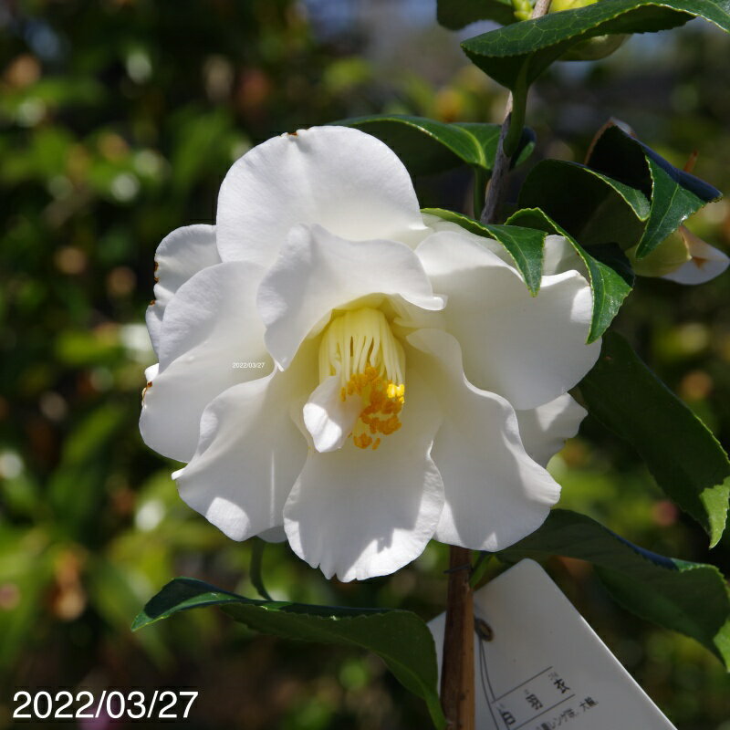 椿　苗　白羽衣　2年生挿木苗　3号（9cmポット）（長期化成肥料付）　【半日陰～好日性植物】【椿苗 ツバキ】【植木 庭木】【樹木 花木】【茶花】【椿　苗木】