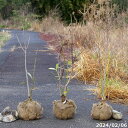 学名： Magnolia virginiana モクレン科モクレン属 ■有名作家盆栽鉢・古鉢はこちら ■常滑焼盆栽鉢はこちら ■信楽焼山野草鉢・盆栽鉢はこちら ■苔の販売はこちら ■苔の育て方はこちら ■日本盆栽組合他　盆栽展 ■小山飾り・夢想を使った作り方 ■盆栽の土はこちら ■苔玉の土はこちら 　 　 　