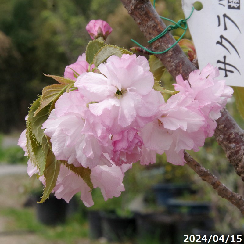 【現品No.0859-3】桜(サクラ) 苗　楊貴妃(八重桜) 接木 10号 抜き苗 高さ156cm （長期化成肥料付）【八..