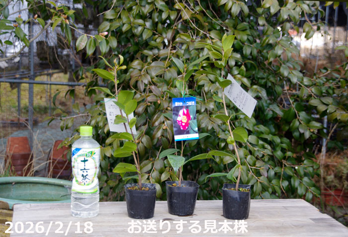 椿 苗　紅白美人 2年生挿木苗 3号(9cmポット) （長期化成肥料付） 【半日陰〜好日...