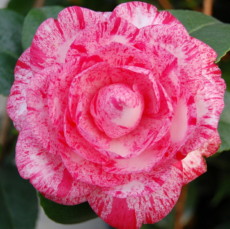 科名ツバキ属 名称植物学上はヤブツバキ 別名ツバキ 学名Camellia japonica 分布日本列島　本州、九州、四国　　北限　青森県海外　朝鮮半島南部、及び台湾 花期秋〜春 耐寒性有 耐暑性強 日照全日照から半日陰、明るい日陰まで耐陰性は強い 用途庭園樹、茶花（切花）、盆栽等 【科名】ツバキ科　ツバキ属 　 　 　