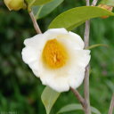 科名ツバキ属 名称植物学上はヤブツバキ 別名ツバキ 学名Camellia japonica 分布日本列島　本州、九州、四国　　北限　青森県海外　朝鮮半島南部、及び台湾 花期秋〜春 耐寒性有 耐暑性強 日照全日照から半日陰、明るい日陰まで耐陰性は強い 用途庭園樹、茶花（切花）、盆栽等