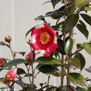 【10%OFFクーポン対象!〜11/27】【現品・一点物No.1059】椿 苗木 月の輪 接木苗 12号 抜き苗 高さ150cm(長期化成肥料付)【半日陰〜好日性植物】【椿苗 ツバキ】【植木 庭木】【樹木 花木】【茶花】【椿 苗木】