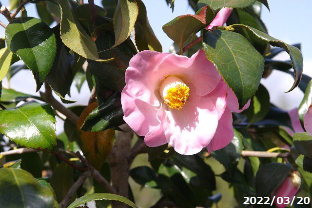 科名ツバキ属 名称植物学上はヤブツバキ 別名ツバキ 学名Camellia japonica 分布日本列島　本州、九州、四国　　北限　青森県海外　朝鮮半島南部、及び台湾 花期秋〜春 耐寒性有 耐暑性強 日照全日照から半日陰、明るい日陰まで耐陰性は強い 用途庭園樹、茶花（切花）、盆栽等 　 　 　