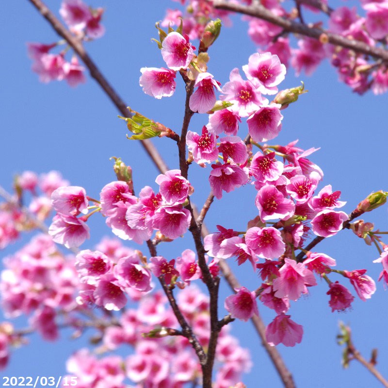 【現品・一点物No.2110】（No.1558）桜 苗木　陽光桜 接木根巻苗 高さ157cm　（長期化成肥料付）【送料無料】【植木 庭木】【樹木 花木】【茶花】【ヨウコウザクラ ようこうざくら】