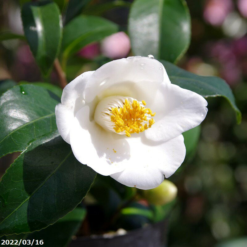 椿　苗　雪舟　2年生挿木苗　3号 （長期化成肥料付）　【半日陰〜好日性植物】【椿苗 ツバキ】【盆栽素材】【茶花】【花木】【椿　苗木】