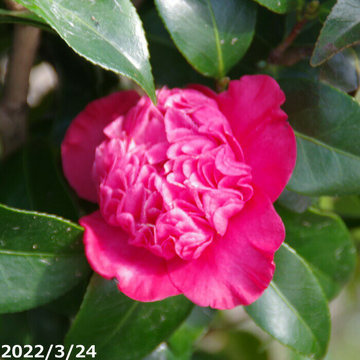 椿　苗　早咲き　桃花秋咲紅唐子　根巻苗（長期化成肥料付）【半日陰～好日性植物】【椿苗 ツバキ】【植木 庭木】【樹木 花木】【茶花】【椿　苗木】