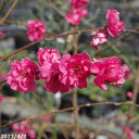 庭木 苗 花桃 枝垂れ 桃花花桃 接木根巻き苗 高さ120-130cm 【送料無料】【植木 庭木】【樹木 花木】【落葉樹】【はなもも・ハナモモ】_all
