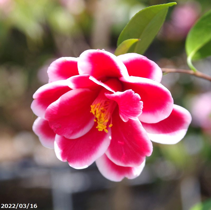 科名ツバキ属 名称植物学上はヤブツバキ 別名ツバキ 学名Camellia japonica 分布日本列島　本州、九州、四国　　北限　青森県海外　朝鮮半島南部、及び台湾 花期秋〜春 耐寒性有 耐暑性強 日照全日照から半日陰、明るい日陰まで耐陰...