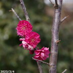 庭木 苗　梅 苗　紅梅　鹿児島紅 8号（長期化成肥料付）【植木 庭木】【樹木 花木】【苗木】