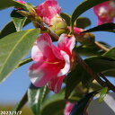 科名ツバキ属 名称植物学上はヤブツバキ 別名ツバキ 学名Camellia japonica 分布日本列島　本州、九州、四国　　北限　青森県海外　朝鮮半島南部、及び台湾 花期秋〜春 耐寒性有 耐暑性強 日照全日照から半日陰、明るい日陰まで耐陰性は強い 用途庭園樹、茶花（切花）、盆栽等