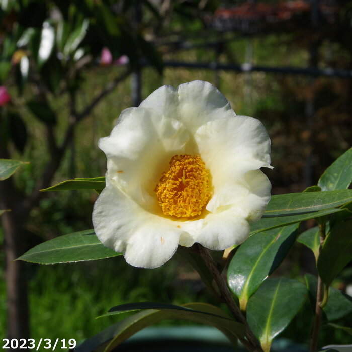 科名ツバキ属 名称植物学上はヤブツバキ 別名ツバキ 学名Camellia japonica 分布日本列島　本州、九州、四国　　北限　青森県海外　朝鮮半島南部、及び台湾 花期秋〜春 耐寒性有 耐暑性強 日照全日照から半日陰、明るい日陰まで耐陰性は強い 用途庭園樹、茶花（切花）、盆栽等 【科名】ツバキ科　ツバキ属 　 　 　