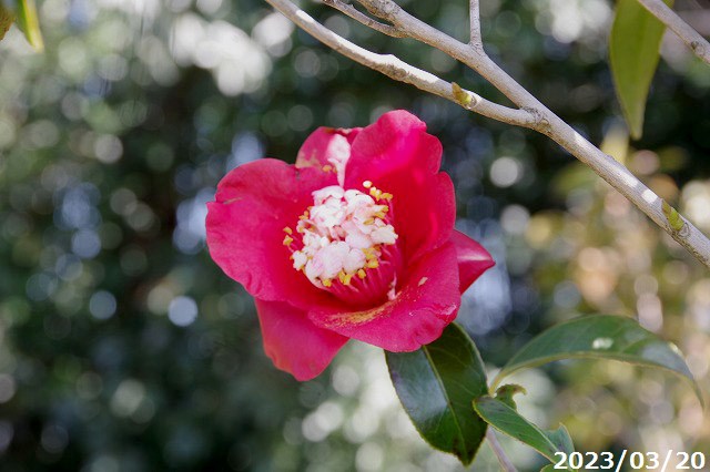 【現品・一点物No.9045】 椿 苗　卜伴(月光・白芯卜伴) 12号 抜き苗 高さ200cm （長期化成肥料付）【半日陰～好日性植物】【椿苗 ツバキ】【植木 庭木】【樹木 花木】【茶花】【椿 苗木】 3