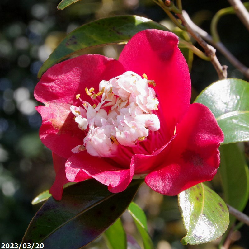 【現品・一点物No.9015】 椿 苗　卜伴(月光・白芯卜伴) 12号 抜き苗 高さ180cm （長期化成肥料付）【半日陰〜好日性植物】【椿苗 ツバキ】【植木 庭木】【樹木 花木】【茶花】【椿 苗木】