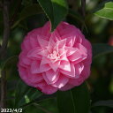 科名ツバキ属 名称植物学上はヤブツバキ 別名ツバキ 学名Camellia japonica 分布日本列島　本州、九州、四国　　北限　青森県海外　朝鮮半島南部、及び台湾 花期秋〜春 耐寒性有 耐暑性強 日照全日照から半日陰、明るい日陰まで耐陰性は強い 用途庭園樹、茶花（切花）、盆栽等 花期:12〜4月 花色:桃紅色地白覆輪 花形:一重、猪口咲き 下総侘助の自然実生。 　 　 　