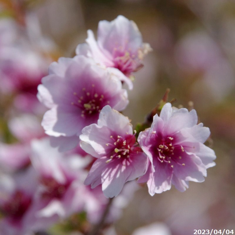 【春の花木】 富士桜 比翼桜 ヒヨクザクラ 8号 高さ110～120cm 【送料無料】【庭木 植木】【樹木 花木】【茶花】【フジザクラ】