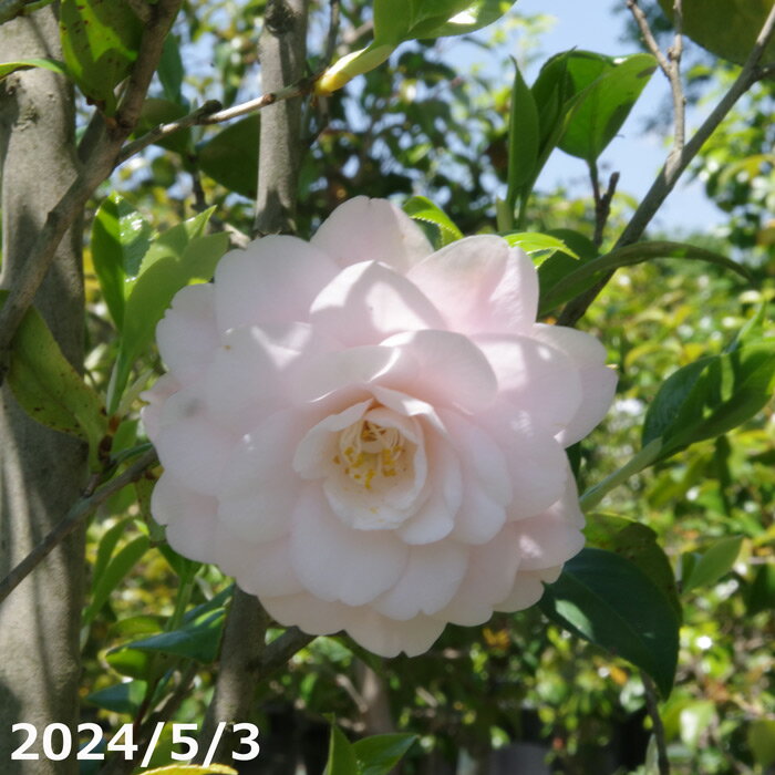 科名ツバキ属 名称植物学上はヤブツバキ 別名ツバキ 学名Camellia japonica 分布日本列島　本州、九州、四国　　北限　青森県海外　朝鮮半島南部、及び台湾 花期秋〜春 耐寒性有 耐暑性強 日照全日照から半日陰、明るい日陰まで耐陰性は強い 用途庭園樹、茶花（切花）、盆栽等 　 　 　