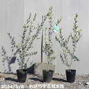 果樹　苗　オリーブ　フラントイオ　6号　高さ110-120cm【苗木 植木 果樹 庭木 花木 ベランダ園芸 オリーブの木 庭木 シンボルツリー 常緑樹】