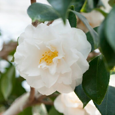 科名ツバキ属 名称植物学上はヤブツバキ 別名ツバキ 学名Camellia japonica 分布日本列島　本州、九州、四国　　北限　青森県海外　朝鮮半島南部、及び台湾 花期秋〜春 耐寒性有 耐暑性強 日照全日照から半日陰、明るい日陰まで耐陰性は強い 用途庭園樹、茶花（切花）、盆栽等 　 　 　