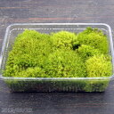 ボリュームのあるタマゴケ 大(L)パック(外径27.5cm×19.3cm)【日陰向きのコケ】【苔テラリウム】【パルダリウム】【ビバリウム】【湿潤を好む苔】【夏休眠する非耐耐性のコケ】