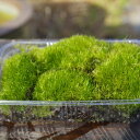 秘境に生育する ヤマトフデゴケ(和歌山県産)中(M)パック(外径22.8cm×15.5cm)【苔テラリウム・苔ボトリウム・ビバリウム】