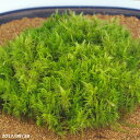 【京の苔】カモジゴケ 中(M)パック(外径22.8cm×15.5cm)【日陰の苔】【湿生植物】【テラリウム・苔ボトル】