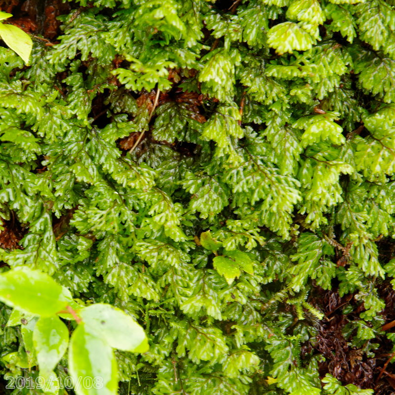 キヨスミコケシノブ 中 M パック 外径22.8cm 15.5cm 和歌山県産 【シダ植物】【テラリウム】【非耐暑多年草】