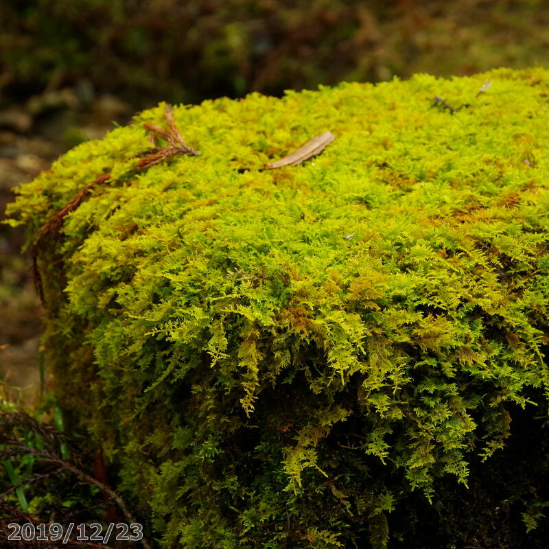 【学名】Thuidium 【科名】シノブゴケ科　シノブゴケ属 「苔の育て方」の解説ページも合せて御覧ください。・苔の種類■苔玉を楽しむ ■その他の苔の販売 ■テラリウムにおすすめのガラス容器 ■（有）日本山草　山草展■（有）日本山草　山野草交換会 ■日本盆栽組合他　盆栽展