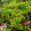 コウヤノマンネングサ 和歌山県紀南産 根巻苗(5〜6本+おまけ4〜5本) 【苔テラリウム・苔ボトリウム】【日陰の湿生植物】【非耐暑性耐陰性の苔】