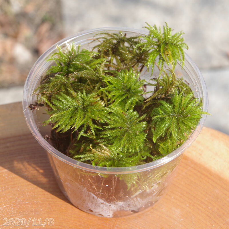 LEDライト付 ミニサイズ ボトルテラリウム 10cm 苔テラリウム 完成品 至高の食事処 テラリウム プレゼント ギフトにも