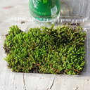 【京の苔】 トサカホウオウゴケ 小(S)パック(外径19cm×12cm) 【苔テラリウム・苔ボトリウム・ビバリウム】【夏日陰の苔】【湿生植物・水生植物】【アクア...