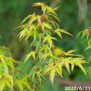 【科名】カエデ科　カエデ属 鉢植え(樹木・花木）・盆栽素材　育て方 1．盆栽仕立 盆栽として仕立てられ、盆栽素材を購入された場合は「盆栽の土」をおすすめいたします。 2.5号鉢以内・・・アオキブレンド 微粒 3〜4号・・・アオキブレンド 小粒 4号以上・・・中粒・大粒を組み合わせて使用、小粒を化粧に使用されるもあり 2．一般的な鉢植えの育て方 1.植え替え季節 ポットから抜いてより大きなポット、鉢に移し替える場合、特に季節は問いませんが、理想をいえば成長期の前が最適です。 2.用土 排水・通気が良いことが条件。 ピートモス、腐葉土の混入のない砂系の排水が良い土が育つ第一条件です。 3.弊園おすすめの培養土は長期化成肥料付 (1)実のところ花芽は夏の暑い季節に形成されます。この夏の季節に栄養である肥料が効いていることが花芽を作るポイントです。 (2)油粕等有機肥料はその肥効期間は約1ヶ月。 (3)花は葉の変化したもの。つまり、栄養成長から生殖成長に移行するのですが、大事なことは充分に栄養が必要です。そこで長期化成肥料が有効です。 4.水やり 年間を通して乾く頃を見計らって水やりをしてください。 特に夏の水切れは枯れる、或は枯れなくとも花芽が飛んでしまいますので、注意してください。 5.要点として (1)排水の良い土（団粒構造） (2)長期化成肥料を施肥 (3)夏の間のしっかりした水やり。 ■有名作家盆栽鉢・古鉢はこちら ■常滑焼盆栽鉢はこちら ■信楽焼山野草鉢・盆栽鉢はこちら ■苔の販売はこちら ■苔の育て方はこちら ■日本盆栽組合他　盆栽展 ■小山飾り・夢想を使った作り方 ■盆栽の土はこちら ■苔玉の土はこちら 　 　 　