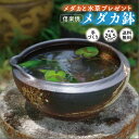 信楽焼 睡蓮鉢 陶器 メダカ鉢 窯肌刷毛目水鉢 8号 水草（ガガブタ浮葉 キンギョモ）プレゼント メダカ3匹（死着保障なし） 【セット 水鉢 メダカ鉢 スイレン鉢 ビオトープ おしゃれ 屋外 メダカ 水槽】