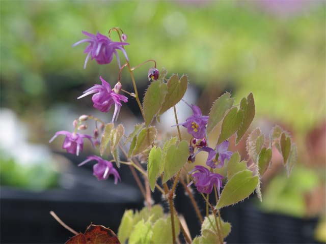 春の山野草　バイカイカリソウ　紫小町　3.5号【山草系宿根草】【日陰の宿根草】【日本の原種】のサムネイル