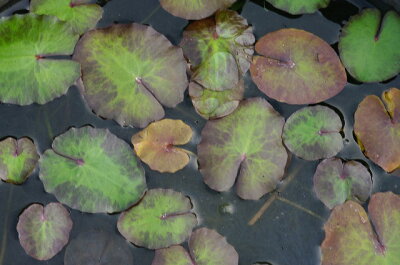 アサザ 植物図鑑 アサザ 植物図鑑