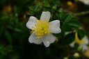 ヤクシマノイバラ　3号　【小型のバラ・ミニバラ・花木・好日性植物・原種のバラ・野生のバラ・山野草】【湿生植物 腰水栽培】