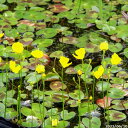 オオバナイトタヌキモ 13cmカップ1杯分(発送はビニール袋詰)【食虫植物】【夏〜秋の山野草】【山草系夏日陰の多年草】【シェードガーデン向き多年草】【沈水植物】...