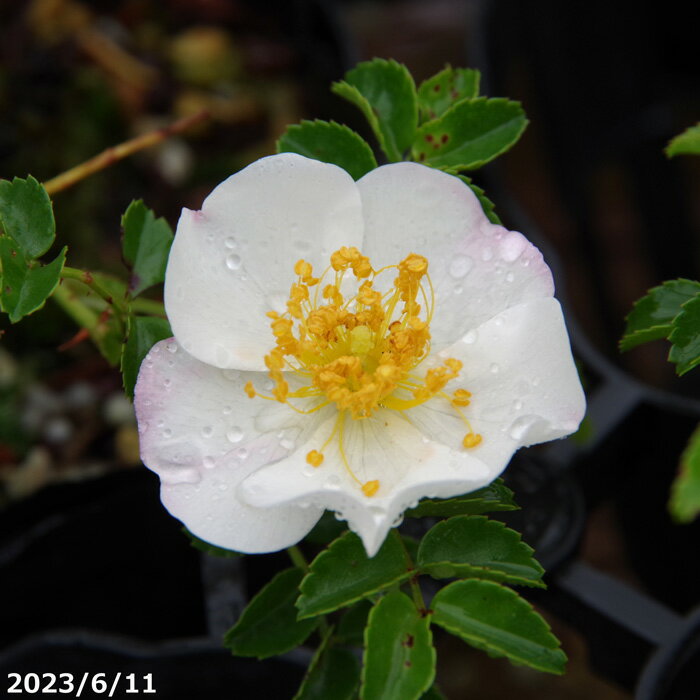 テリハノイバラ　3.5号　【小型のバラ・ミニバラ・花木・好日性植物・原種のバラ・野生のバラ・山野草】【湿生植物 腰水栽培】