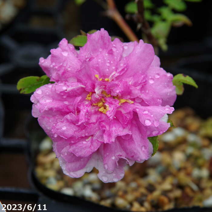 初夏の花木　中国無名　八重咲サンショウバラ　3.5号　【盆栽素材】【ミニ 盆栽 苗】【原種のバラ ノイバラ】【苔玉素材】【小山飾り素材】【小型のバラ ミニバラ 花木 好日性植物 原種のバラ 野生のバラ 山野草】【湿生植物 腰水栽培】