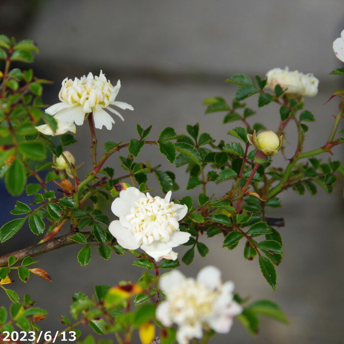 テリハノイバラ　唐子咲　3.5号　【小型のバラ・ミニバラ・花木・好日性植物・原種のバラ・野生のバラ・山野草】【湿生植物 腰水栽培】