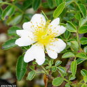 ヒメテリハノイバラ　3.5号　【小型のバラ・ミニバラ・花木・好日性植物・原種のバラ・野生のバラ・山野草】【湿生植物 腰水栽培】