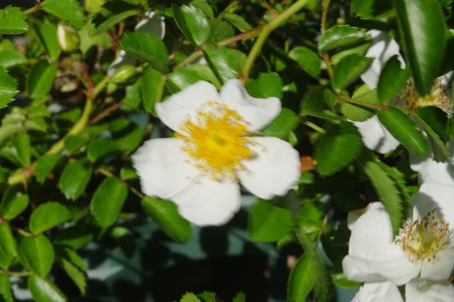 トゲナシノイバラ　3号　【小型のバラ・ミニバラ・花木・好日性植物・原種のバラ・野生のバラ・山野草】【湿生植物 腰水栽培】