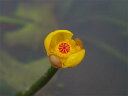 【夏～秋の水生植物】サイジョウコウホネ 【裸苗】【沈水～浮葉植物】【好日性宿根草】